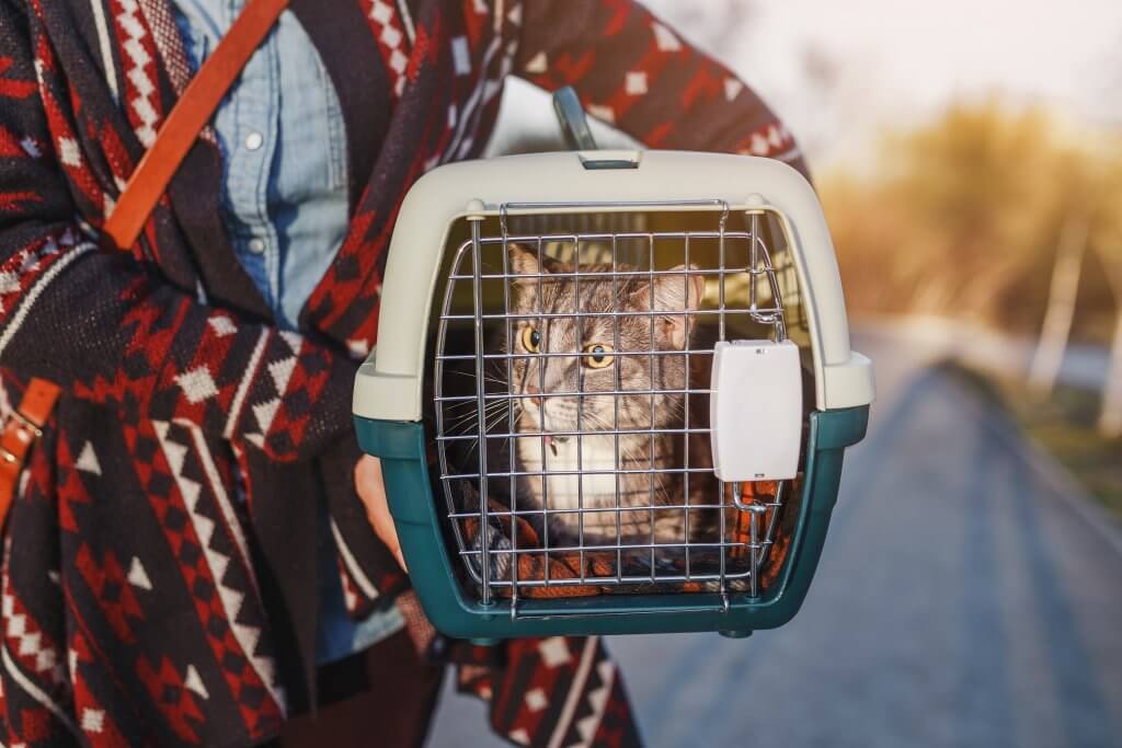 Cat in carrier